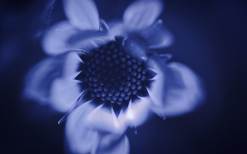Blue Flower Close-up — Mysterious
