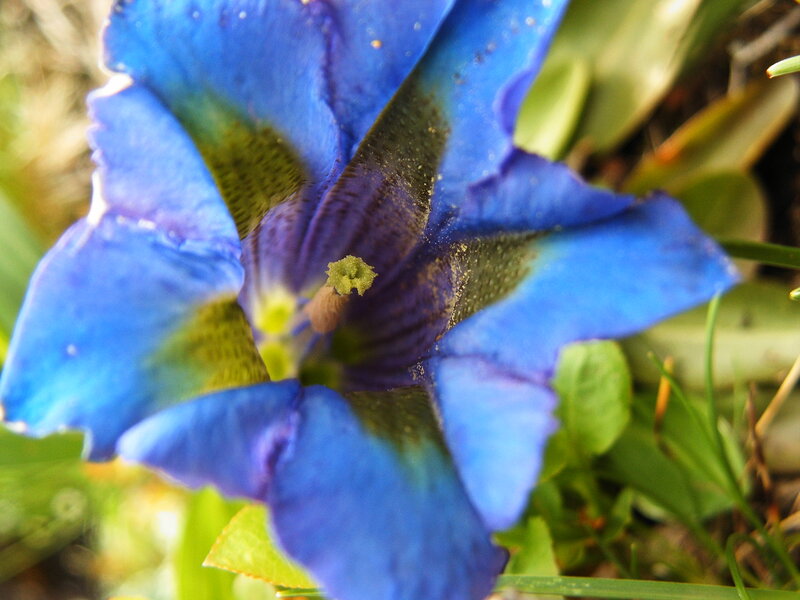 Blue Flower Close-up — Natural