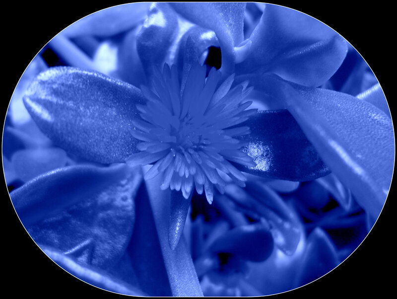 Blue Flower Close-up — Serene, Photograph