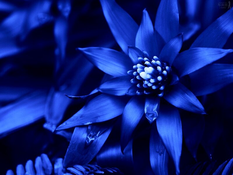 Blue Flower Close-up — Serene