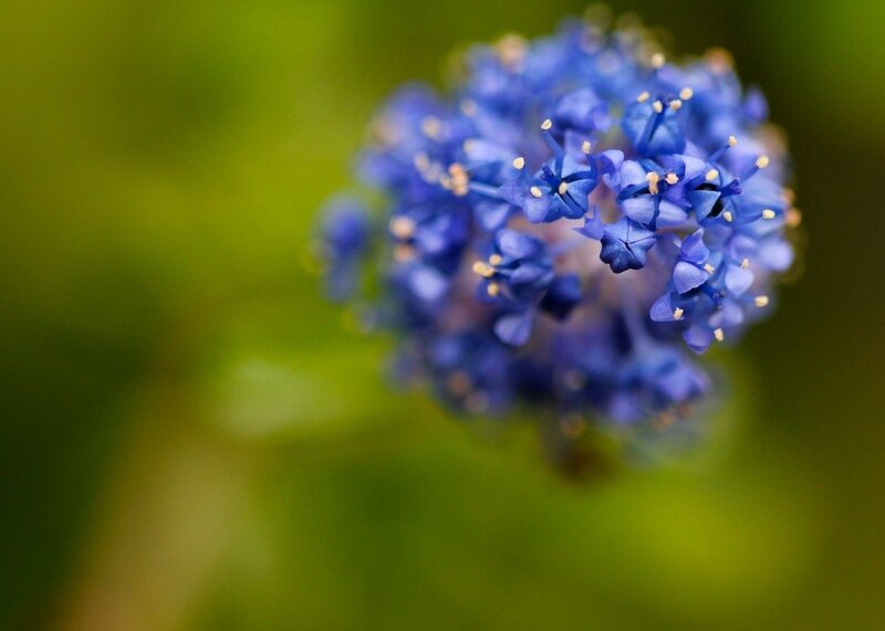 blue flower cluster