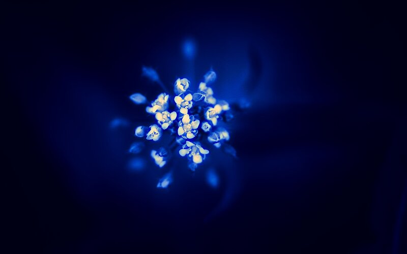 blue flower cluster