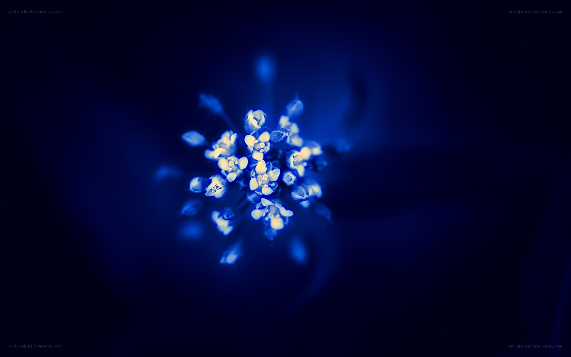 blue flower cluster