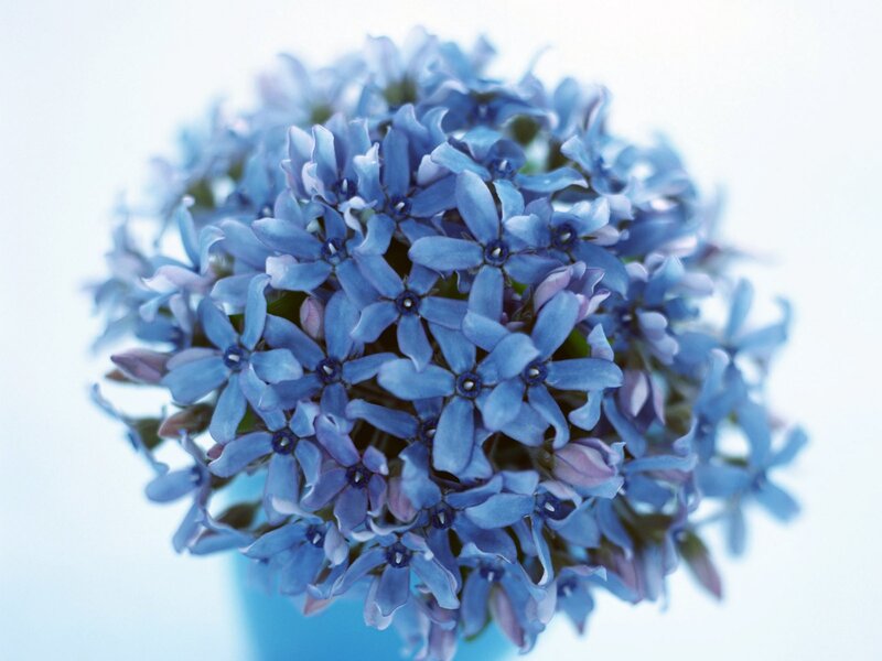 Blue Flower Cluster — Calm, Photograph, Bloom