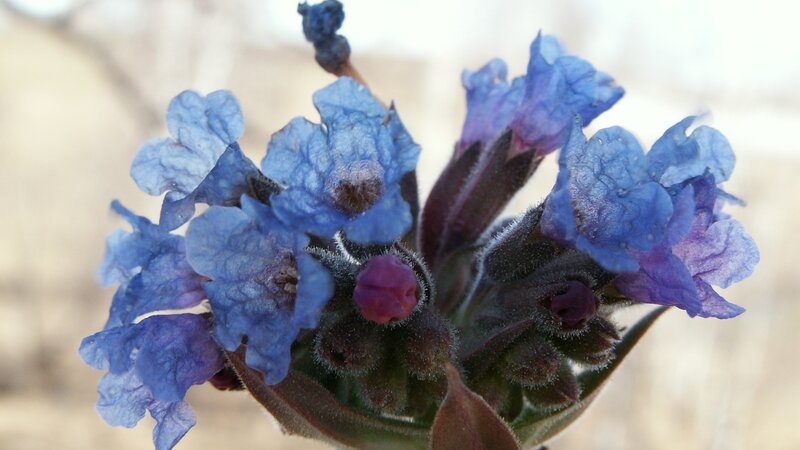 Blue Flower Cluster — Calm, Photograph, Buds