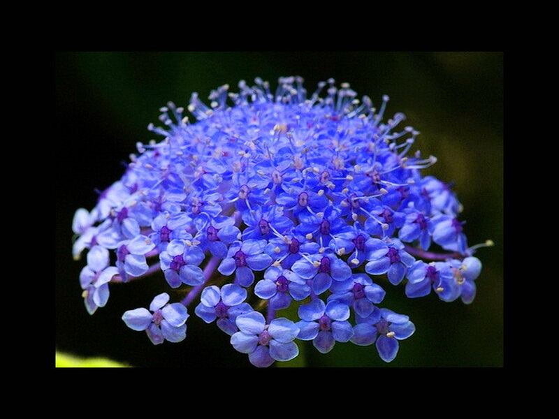 Blue Flower Cluster — Calm, Photograph