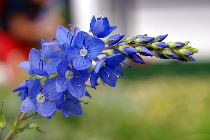 Blue Flower Cluster — Calm, Spring, Photograph