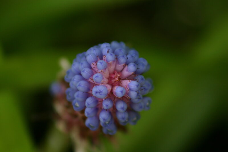 Blue Flower Cluster — Calm