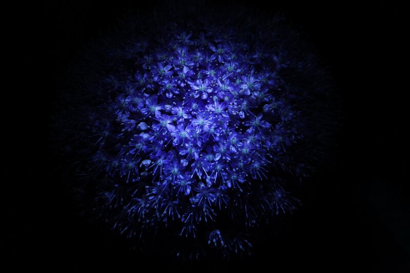 Blue Flower Cluster — Dramatic, Night