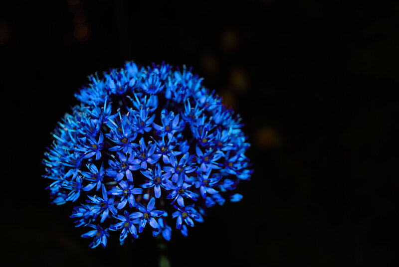Blue Flower Cluster — Dramatic