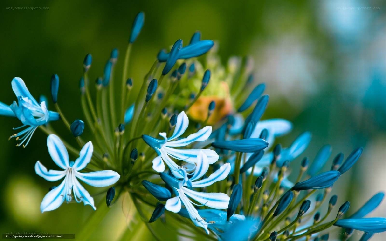 Blue flower cluster in bloom