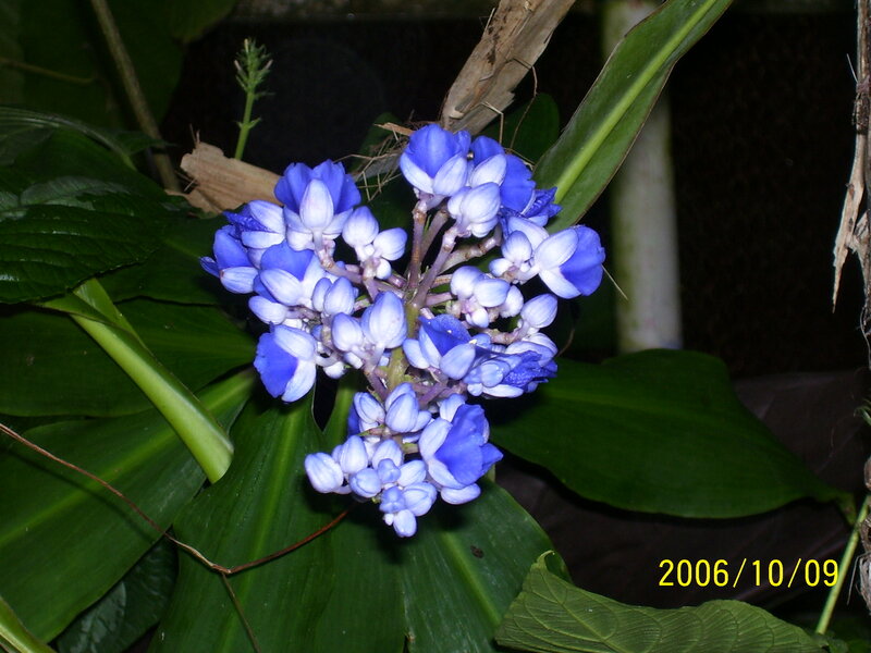 Blue Flower Cluster — Natural