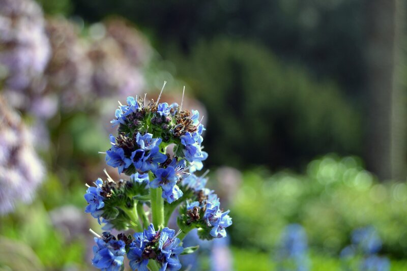 Blue Flower Cluster — Serene, Afternoon