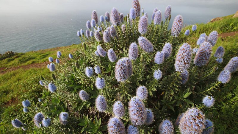 Blue Flower Cluster — Serene, Morning, Photograph