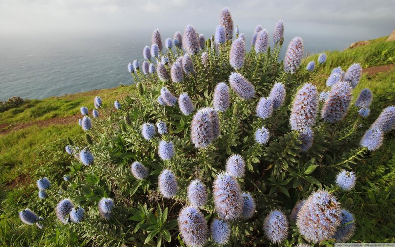 Blue Flower Cluster — Serene, Morning