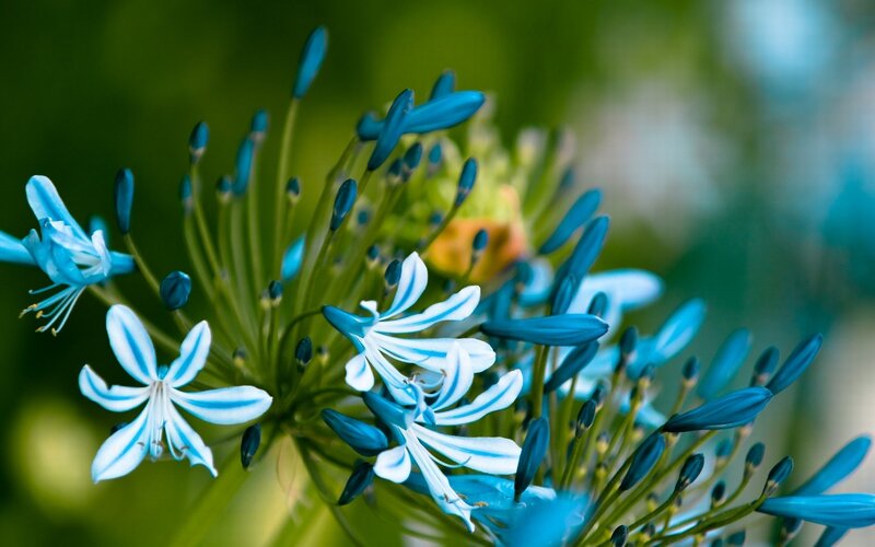 Blue Flower Cluster — Serene, Photograph, Buds