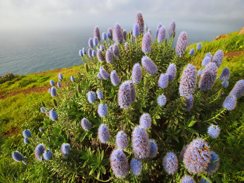 Blue Flower Cluster — Serene