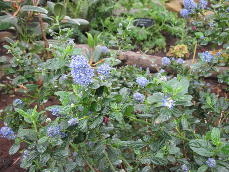 Blue Flower Clusters — Calm, Photograph