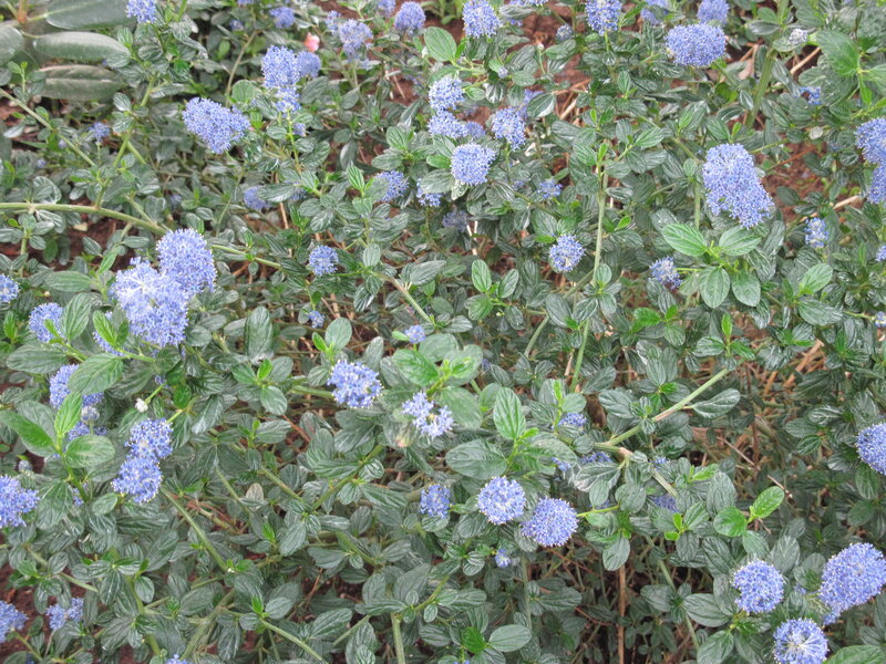 Blue Flower Clusters — Calm, Spring