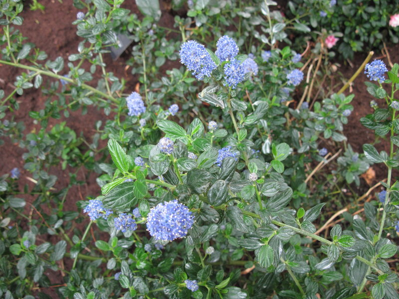 Blue Flower Clusters — Calm