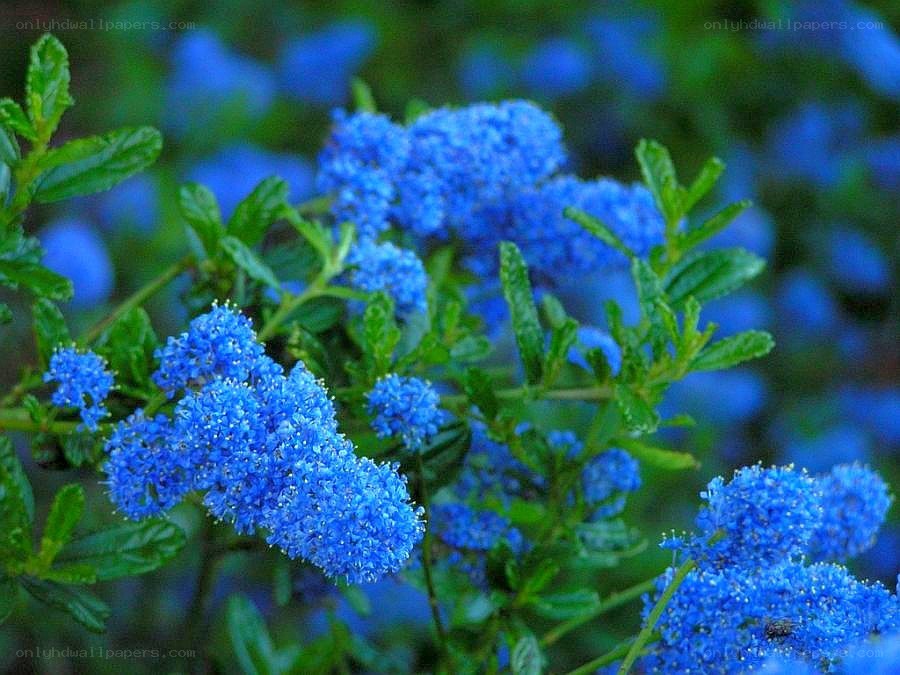blue flower clusters in garden