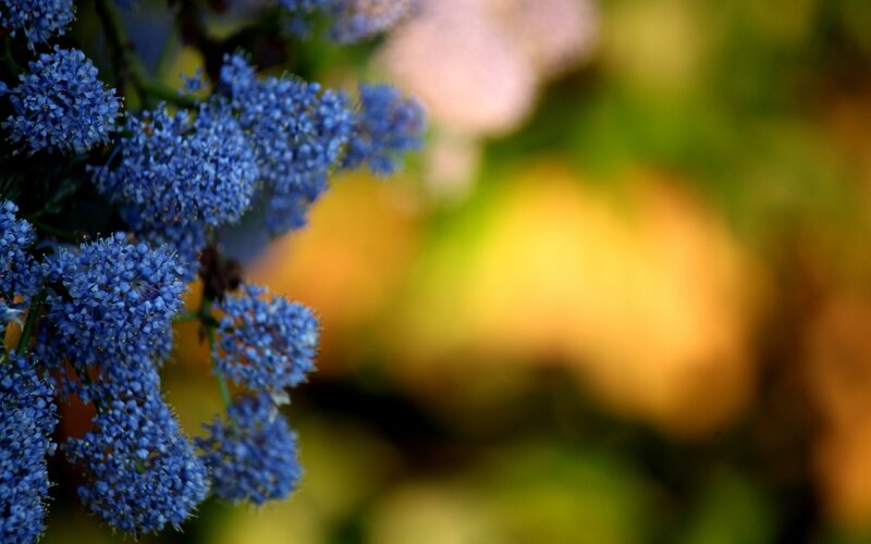 Blue Flower Clusters — Serene, Autumn