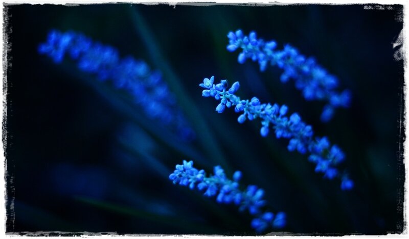 Blue Flower Clusters — Serene