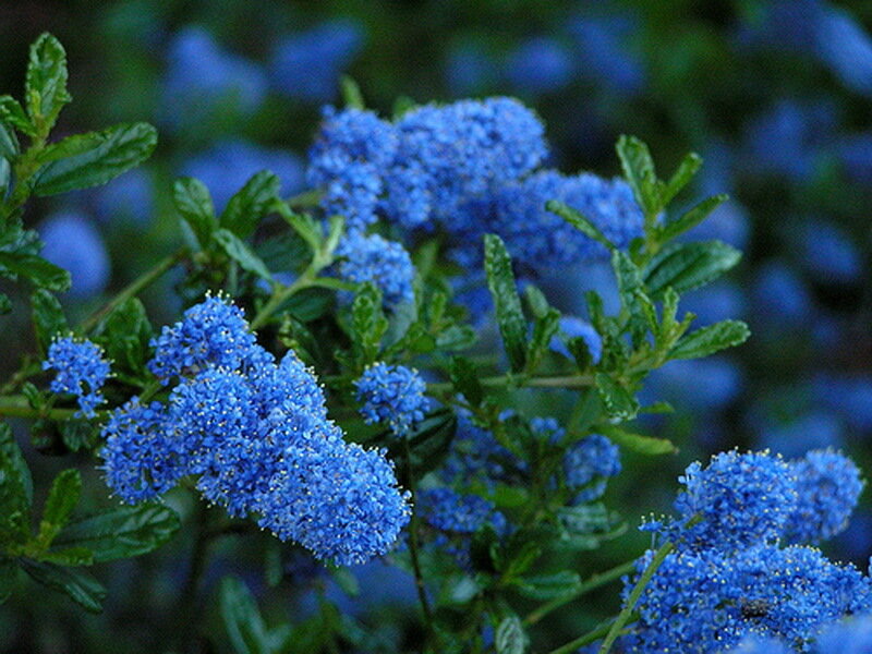 Blue Flower Clusters