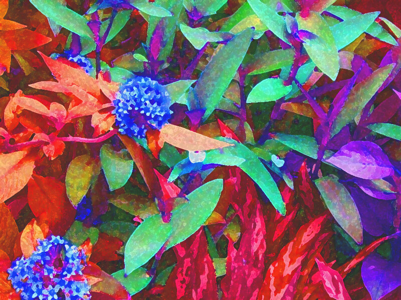 Blue Flower Clusters — Vibrant
