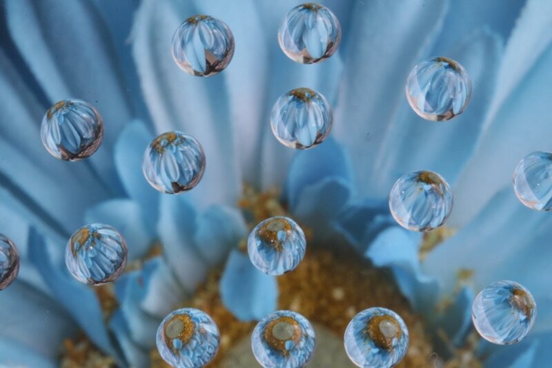 Blue flower droplets underwater