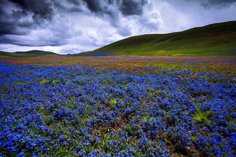 Blue Flower Field — Dramatic, Afternoon