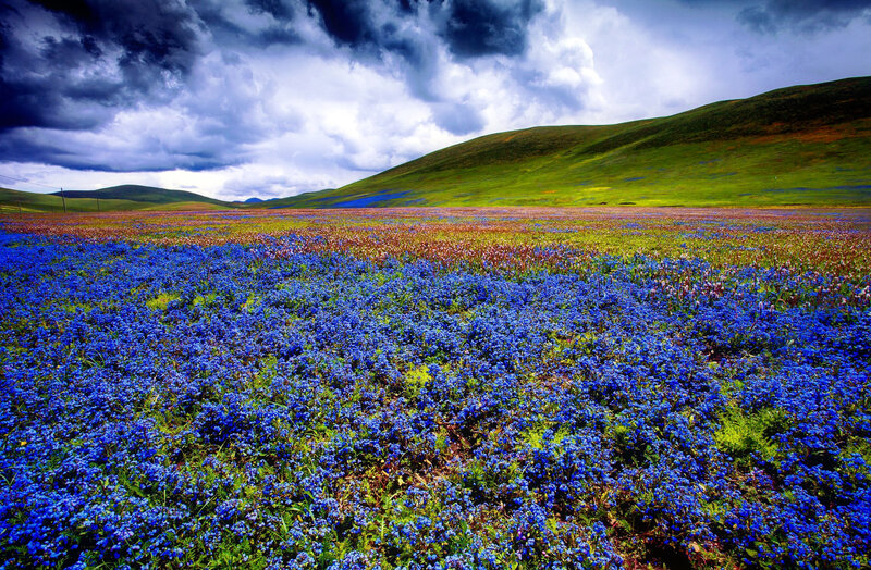 Blue Flower Field — Dramatic