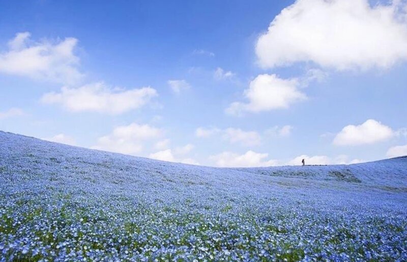 Blue Flower Field — Serene, Afternoon, Photograph, Person