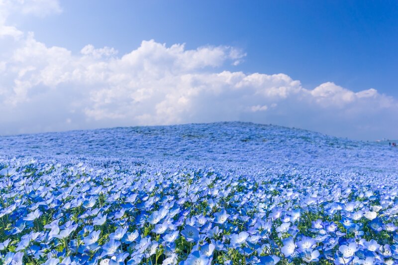 Blue Flower Field — Serene, Afternoon, Photograph, Sky, Clouds