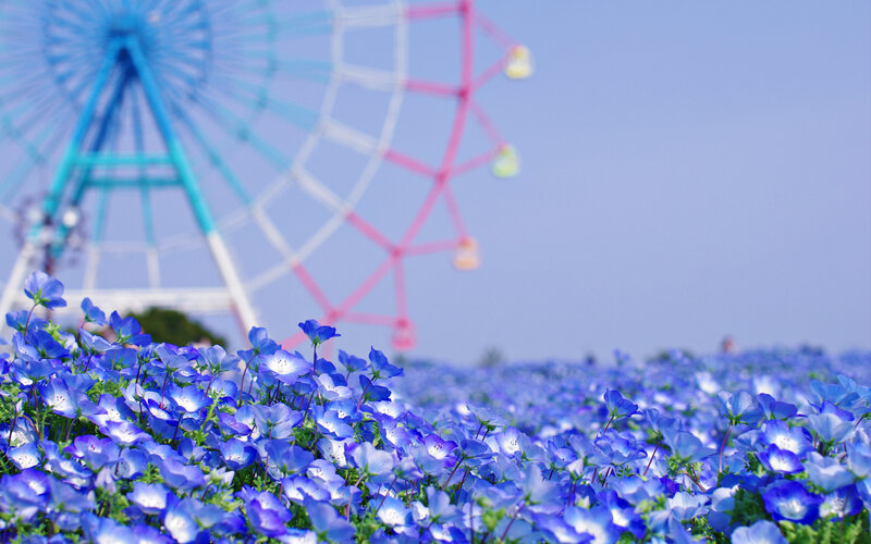 Blue Flower Field — Serene, Afternoon, Photograph