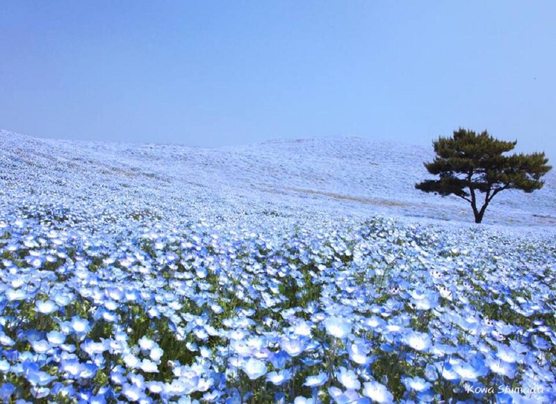 Blue Flower Field — Serene, Spring, Photograph