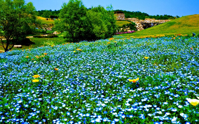 Blue Flower Field — Serene, Spring, Photograph, Trees