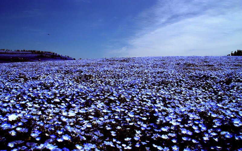 Blue Flower Field — Serene, Spring