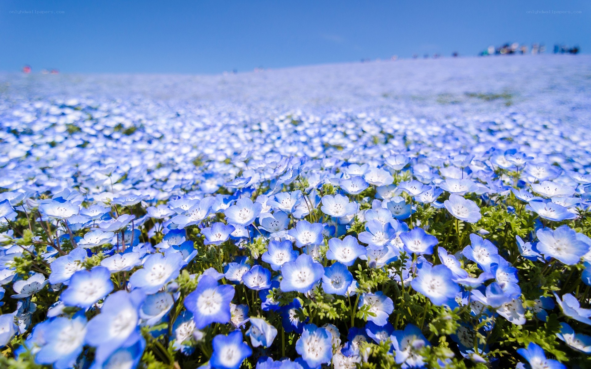 blue flower field under blue sky