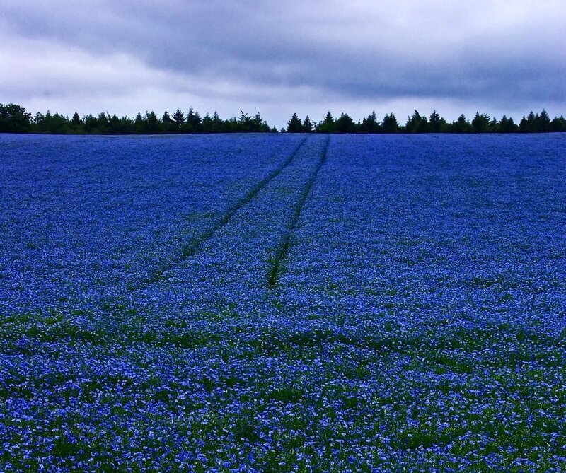 Blue flower field under cloudy sky