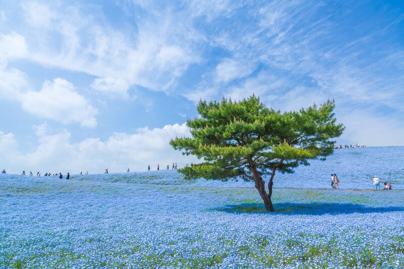Blue Flower Field with Tree — Serene
