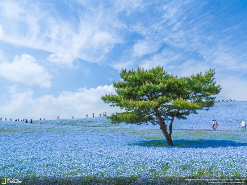 Blue Flower Field with Tree