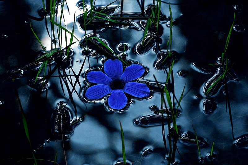 Blue flower floating on water