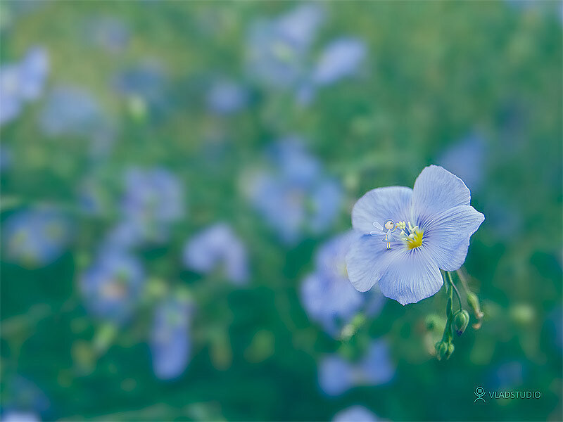 blue flower in a field