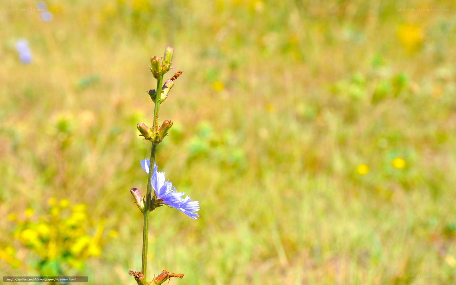 blue flower in a field