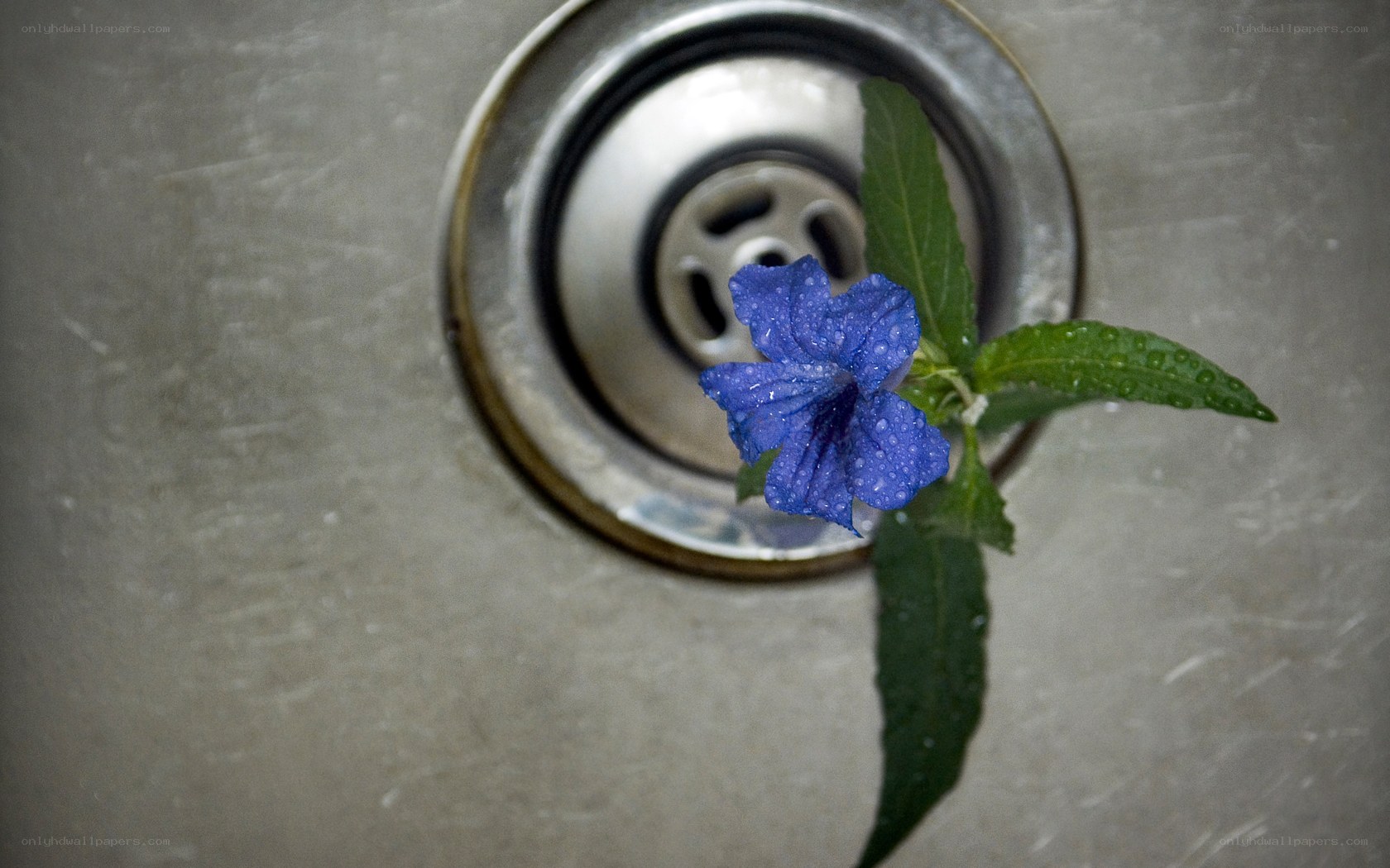 Blue flower in a sink drain