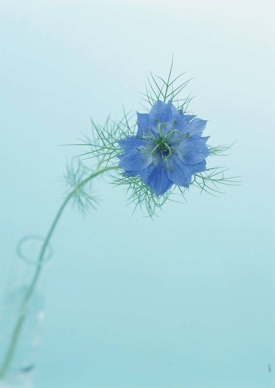 blue flower in a vase