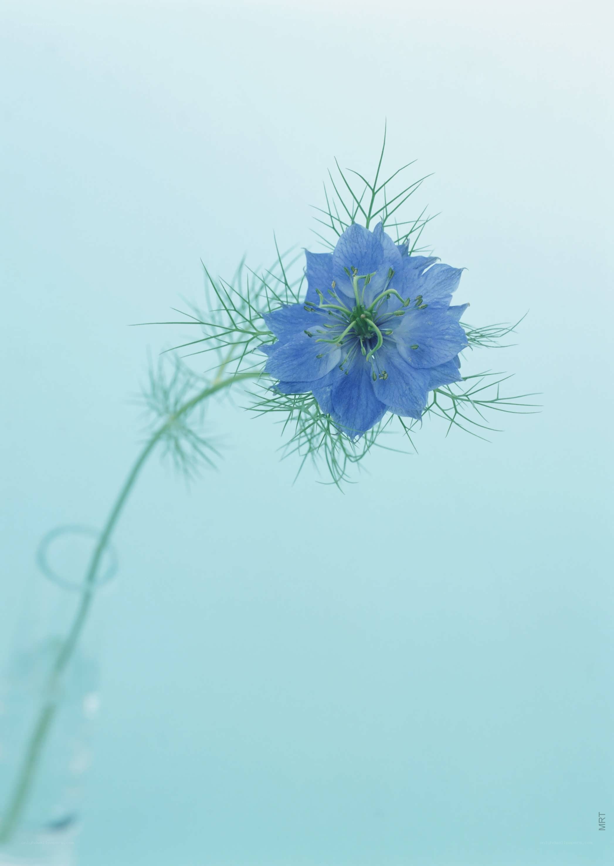 blue flower in a vase