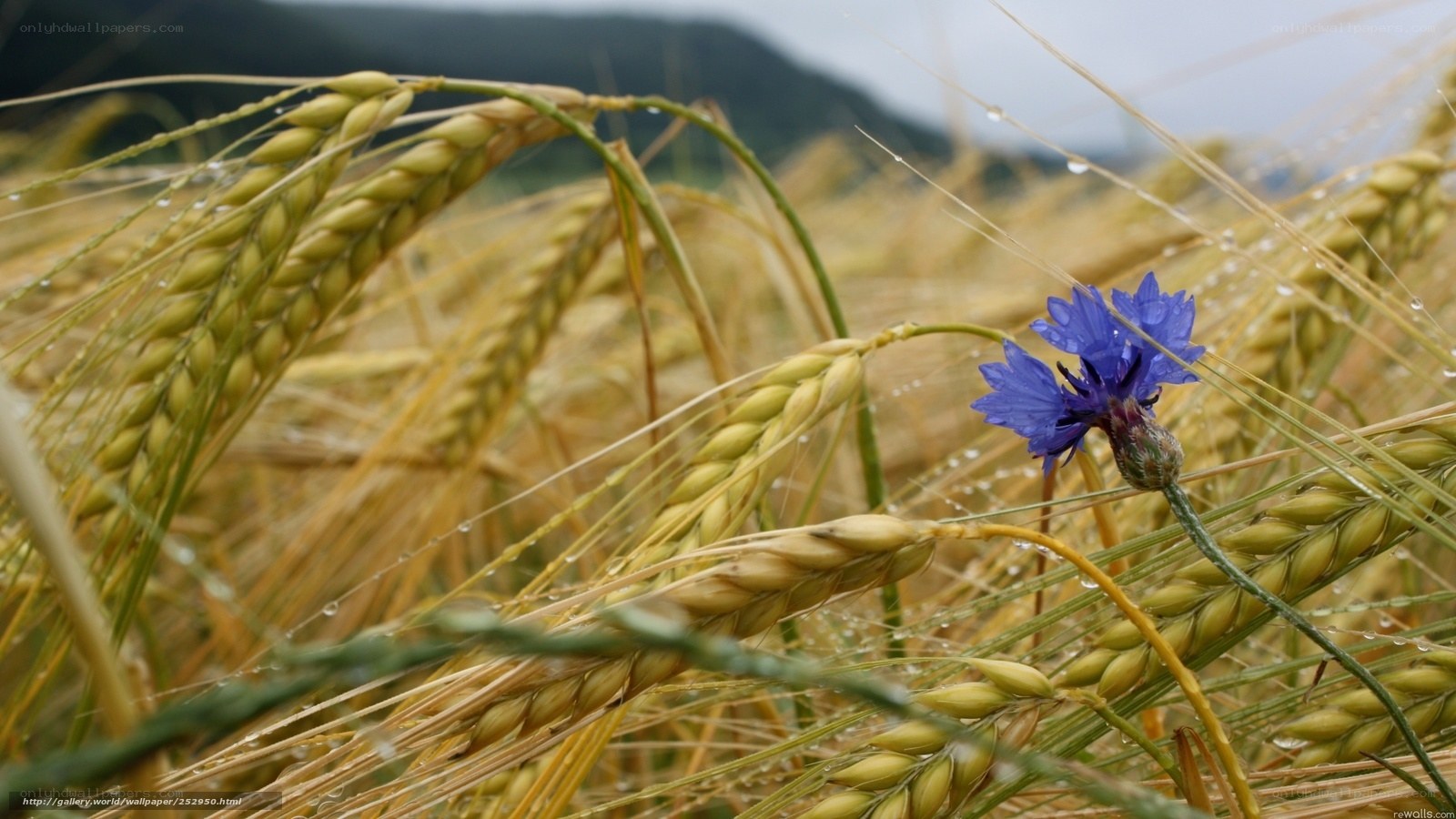 Blue flower in a wheat field