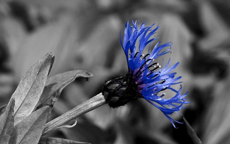 blue flower in black and white